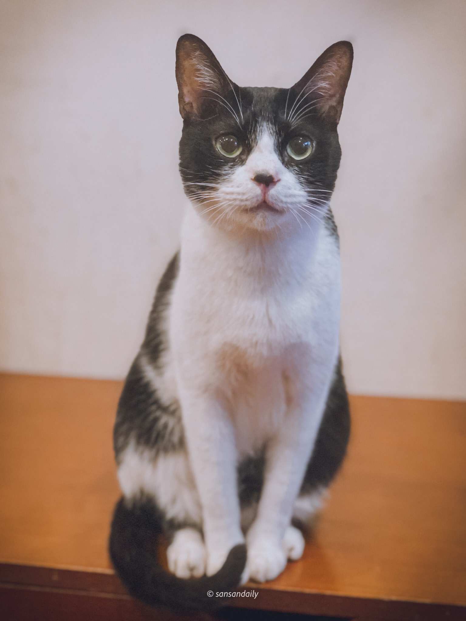 徐匯中學 貓男_sansan小矮人走跳日記