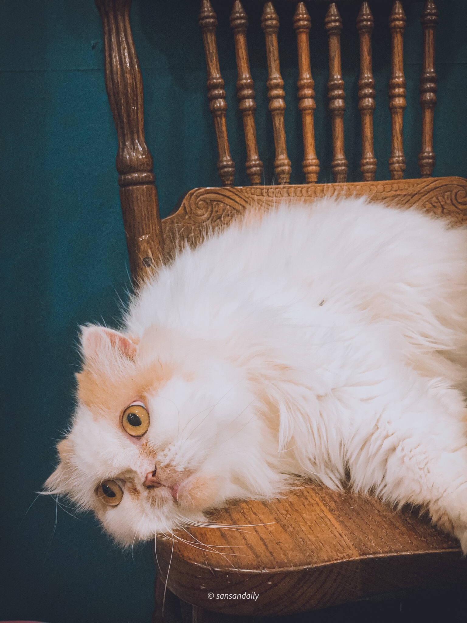 徐匯中學 貓男_sansan小矮人走跳日記