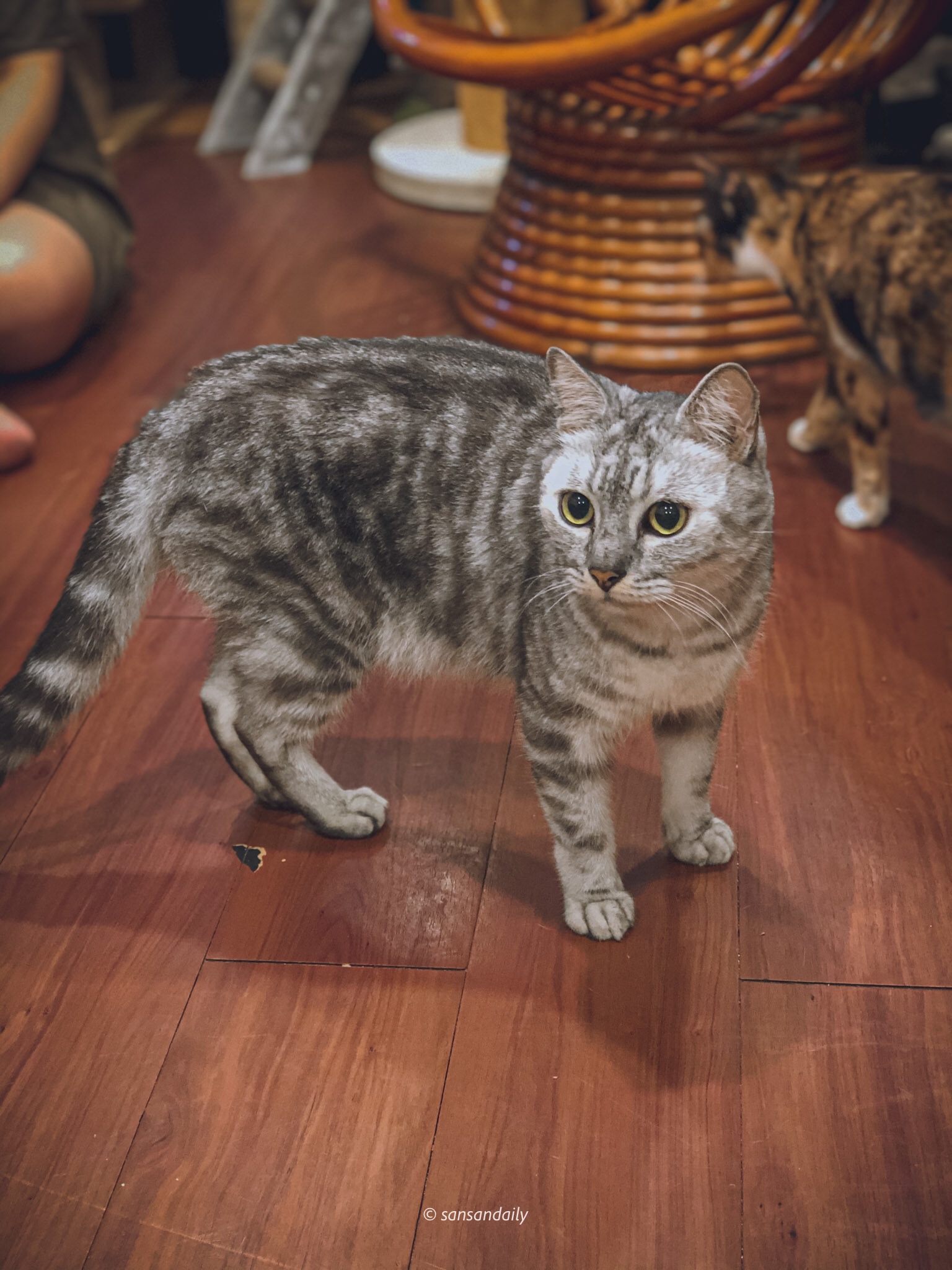 徐匯中學 貓男_sansan小矮人走跳日記