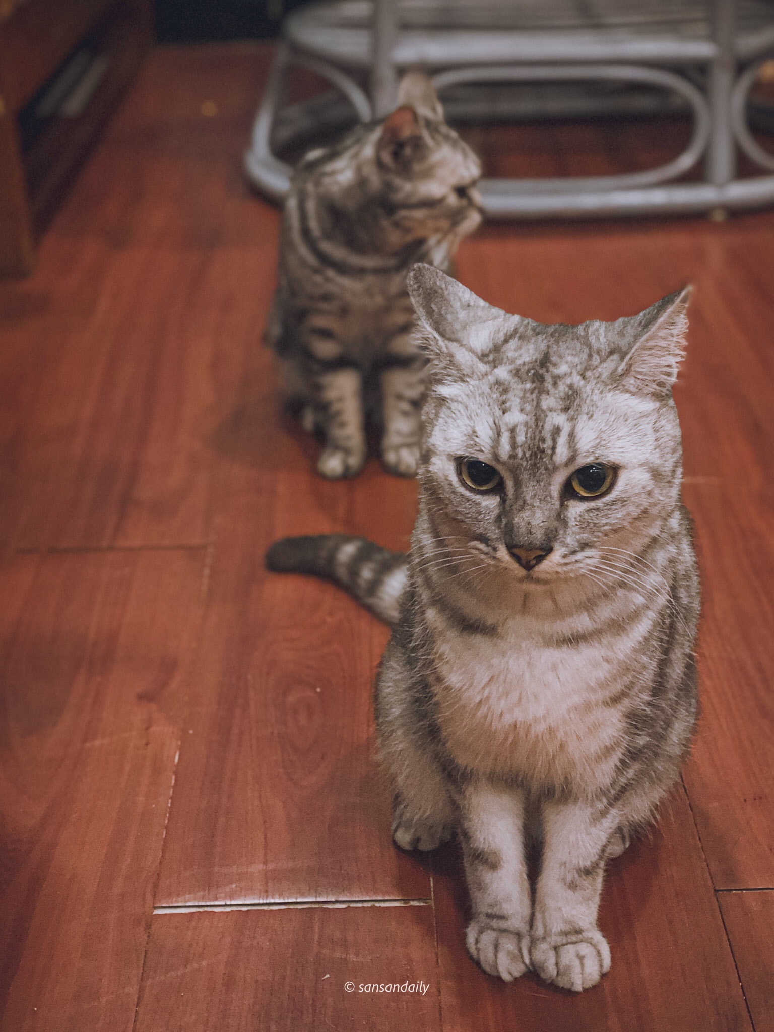 徐匯中學 貓男_sansan小矮人走跳日記