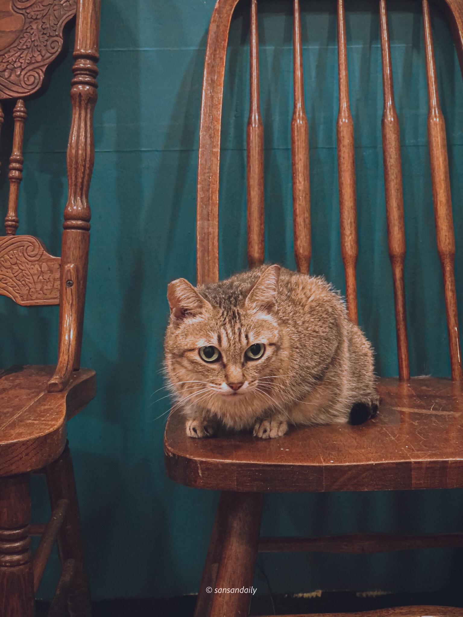 徐匯中學 貓男_sansan小矮人走跳日記