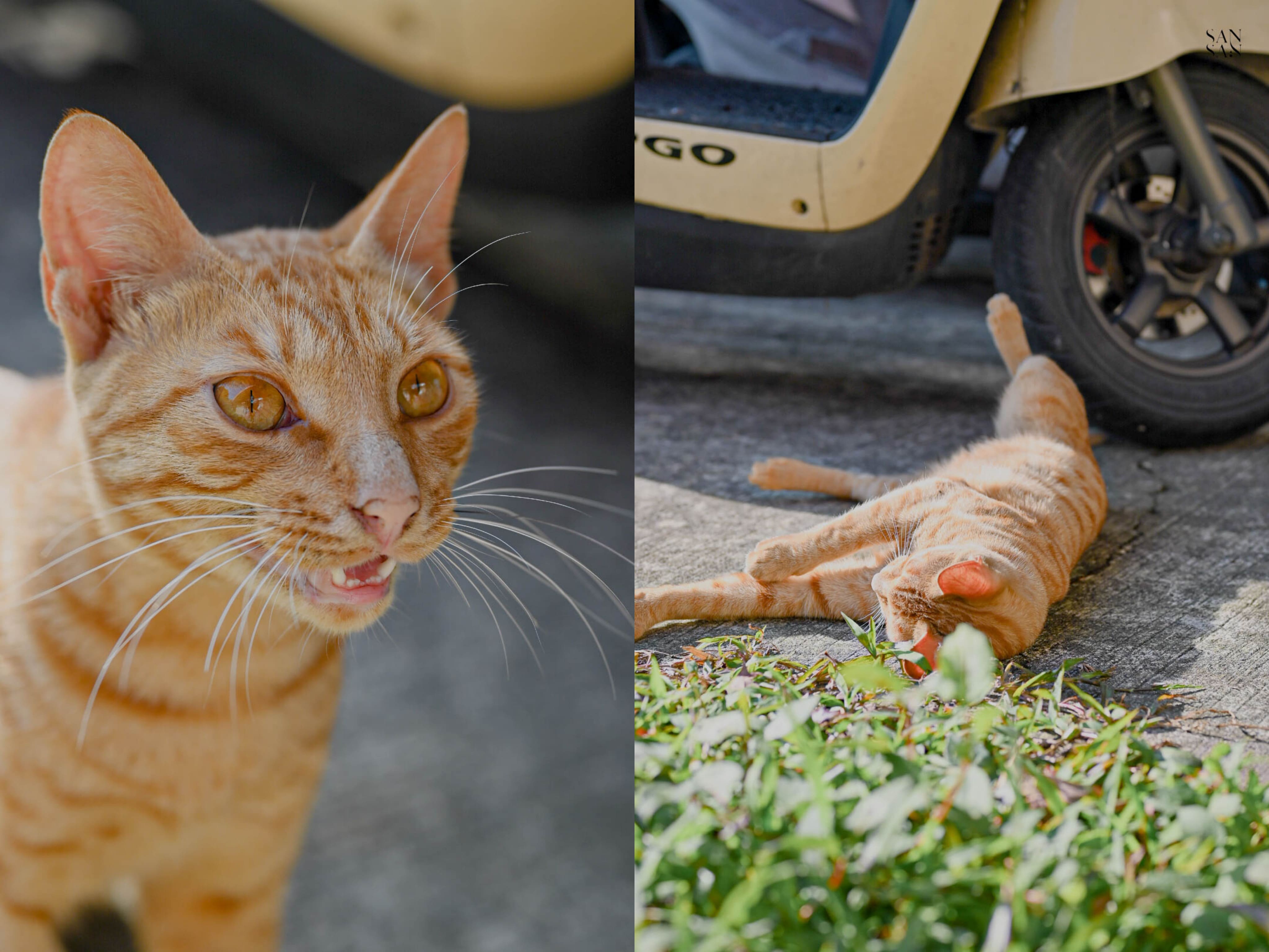 餐廳外橘貓特寫