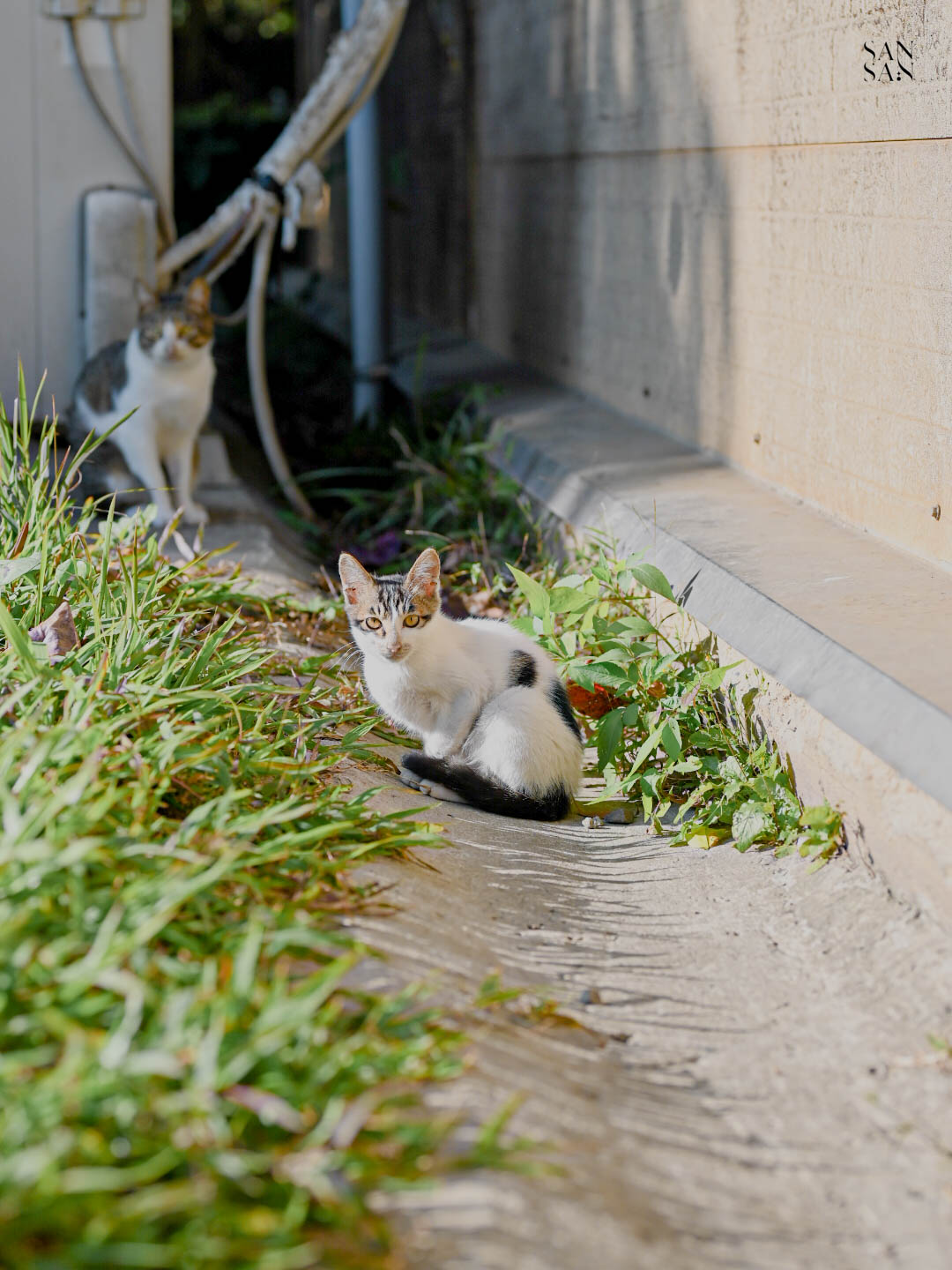 山豬湖 餐廳外的小貓特寫