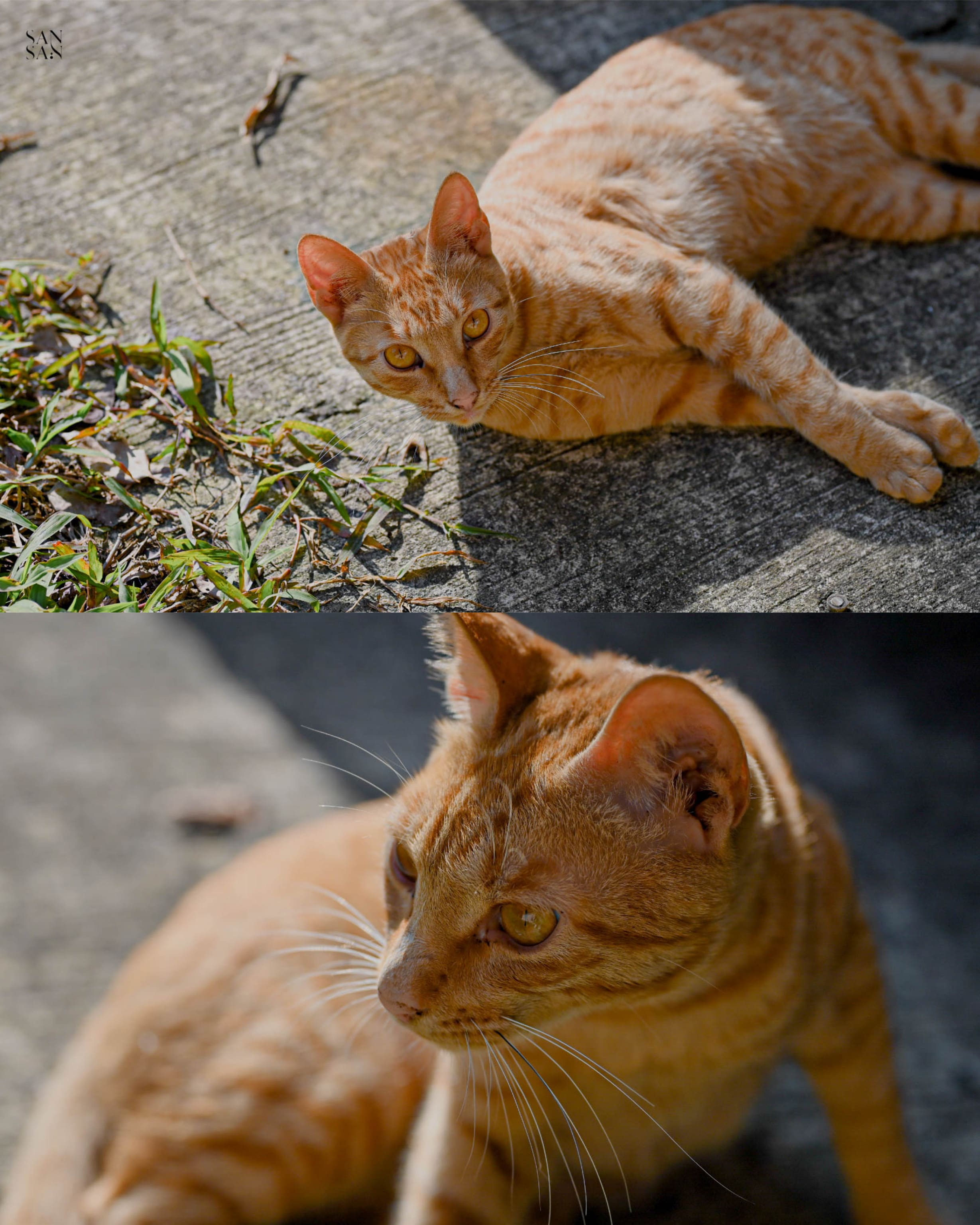 山豬湖 餐廳外的小貓特寫
