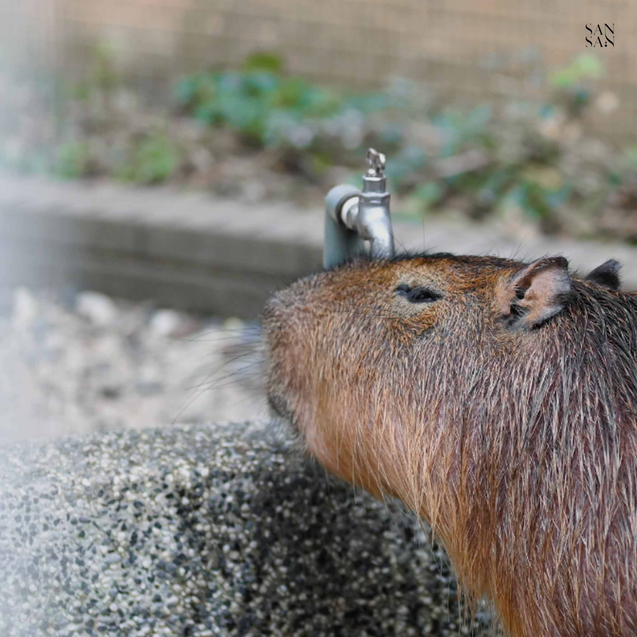 水豚用水龍頭搔頭抓癢的畫面