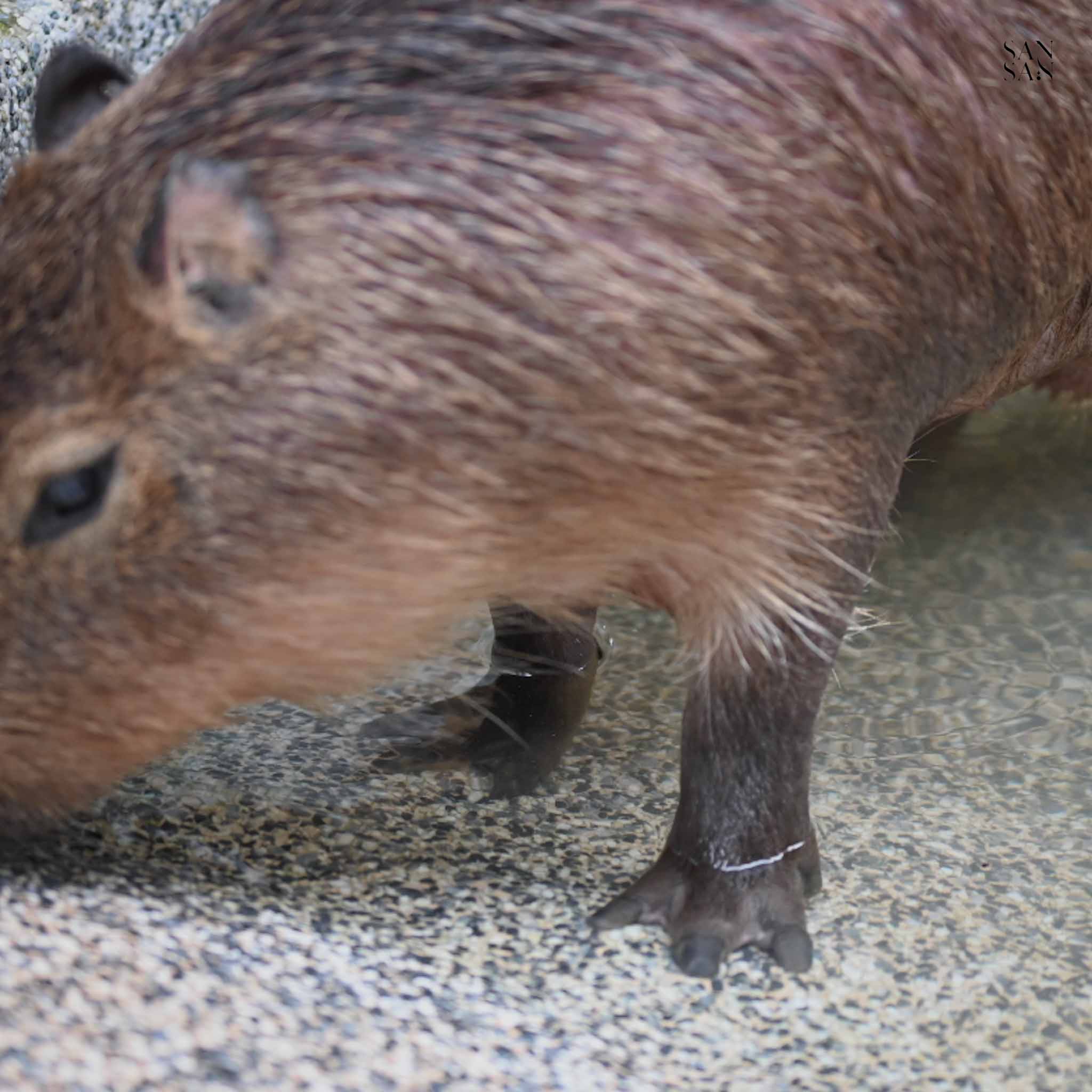 水豚踩在水中的腳特寫