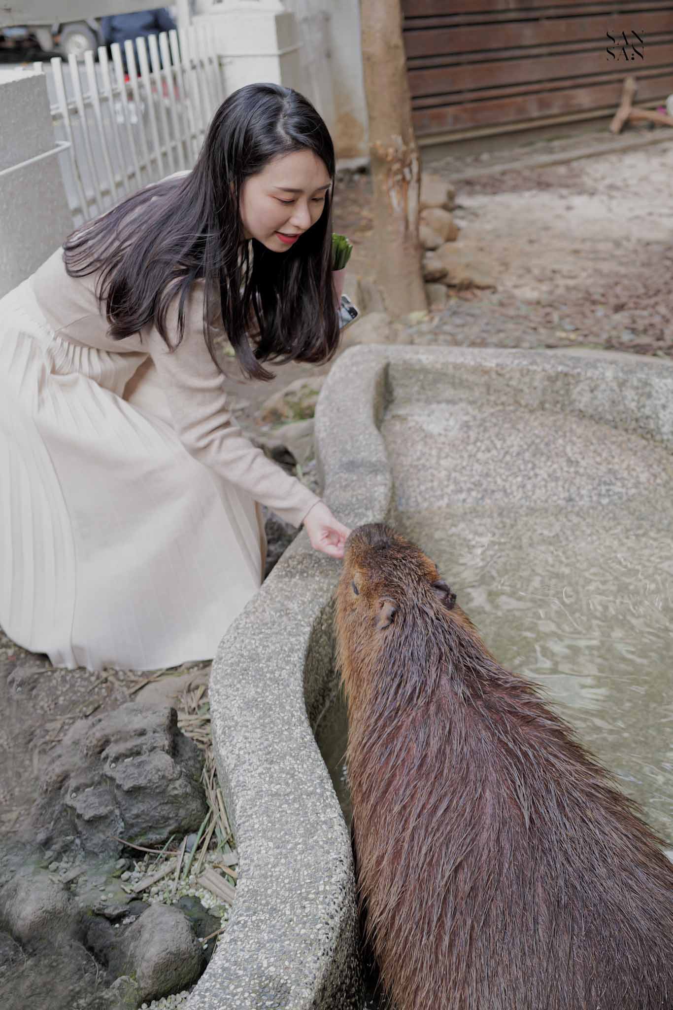 一個女人彎腰微蹲在餵食水豚