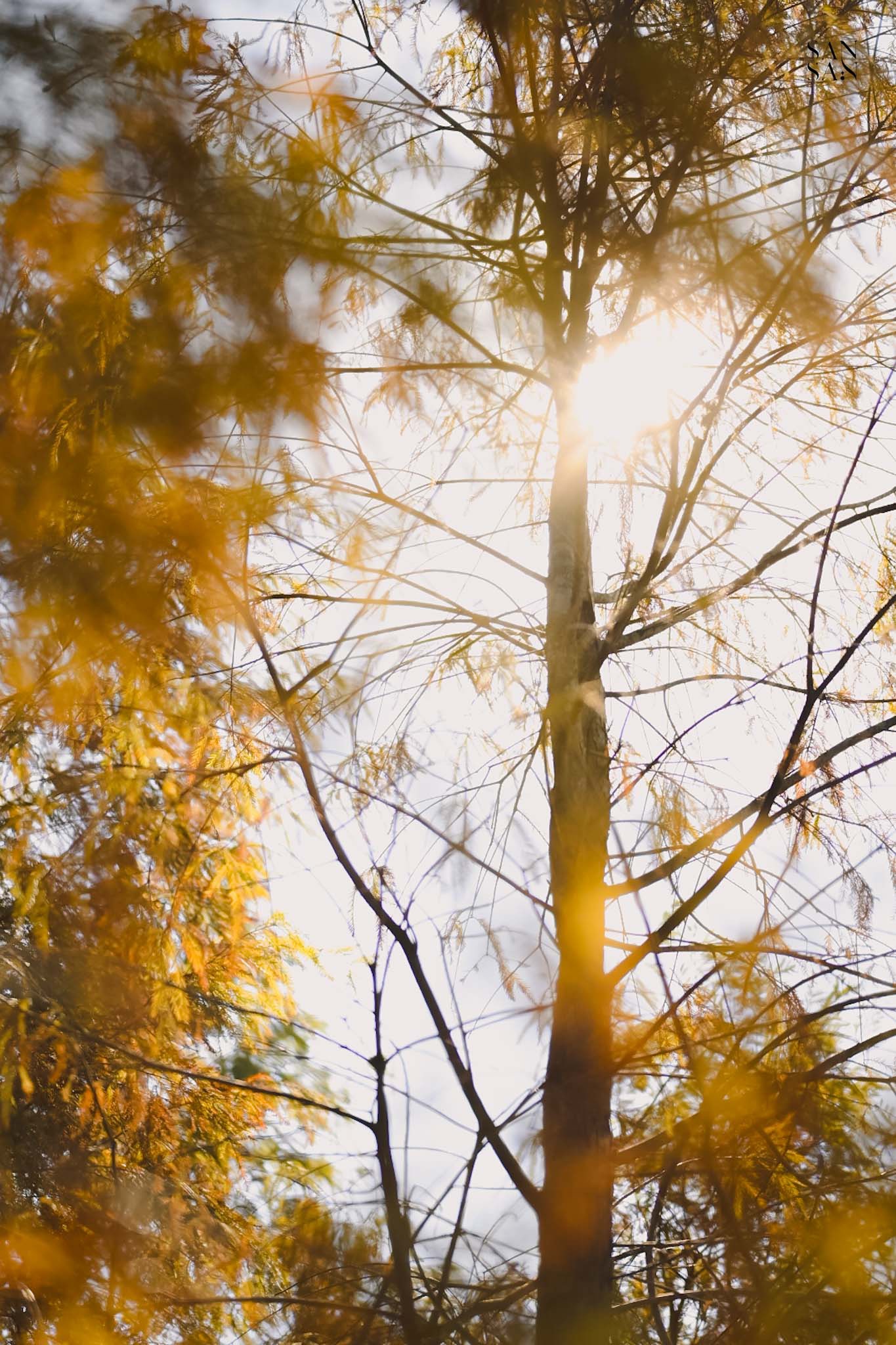 陽光穿透支葉發光的畫面