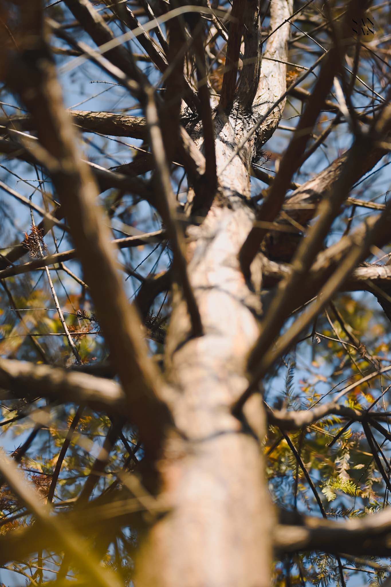 樹幹由下往上拍特寫