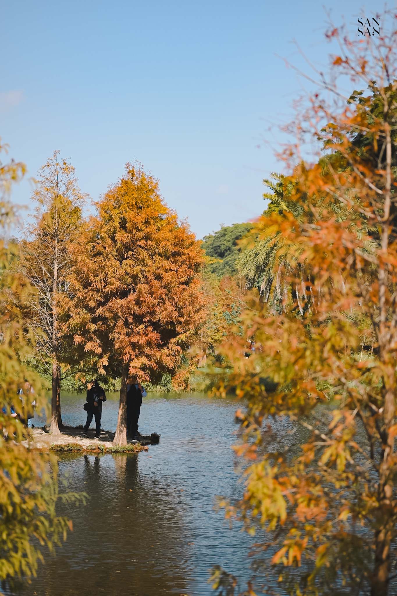 橘紅色落羽松在湖中的畫面