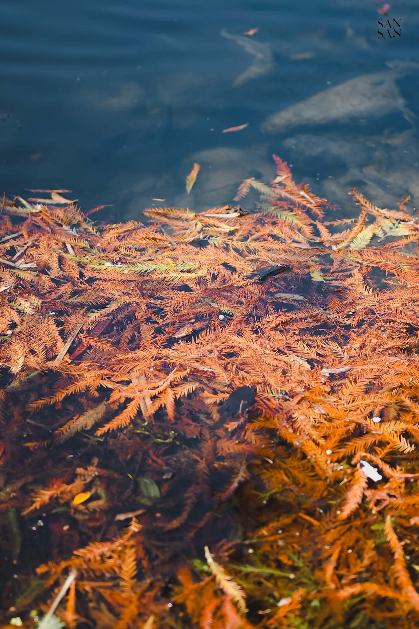 許多橘色落羽松葉飄在湖上的畫面