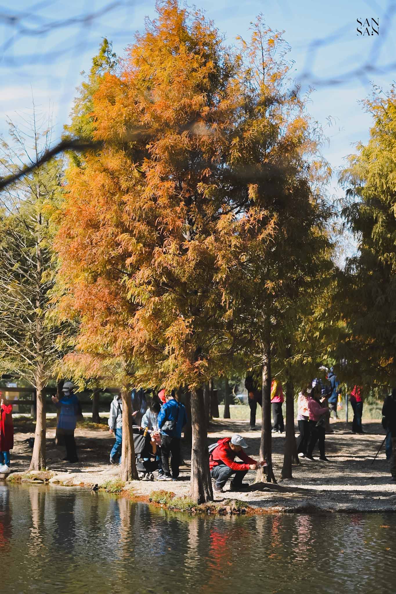 松葉轉橘的幾棵落羽松在湖邊畫面