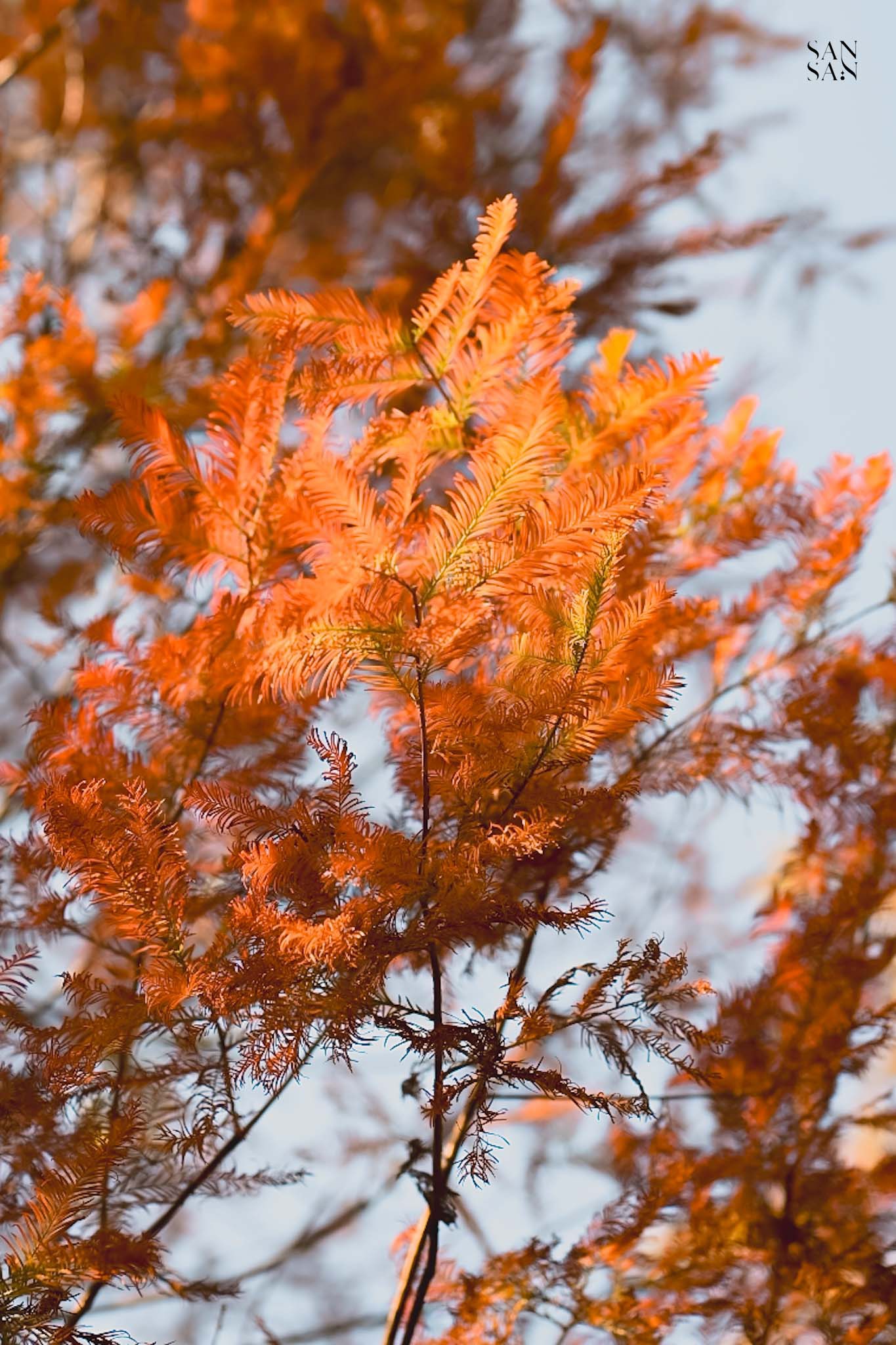 橘紅色落羽松特寫
