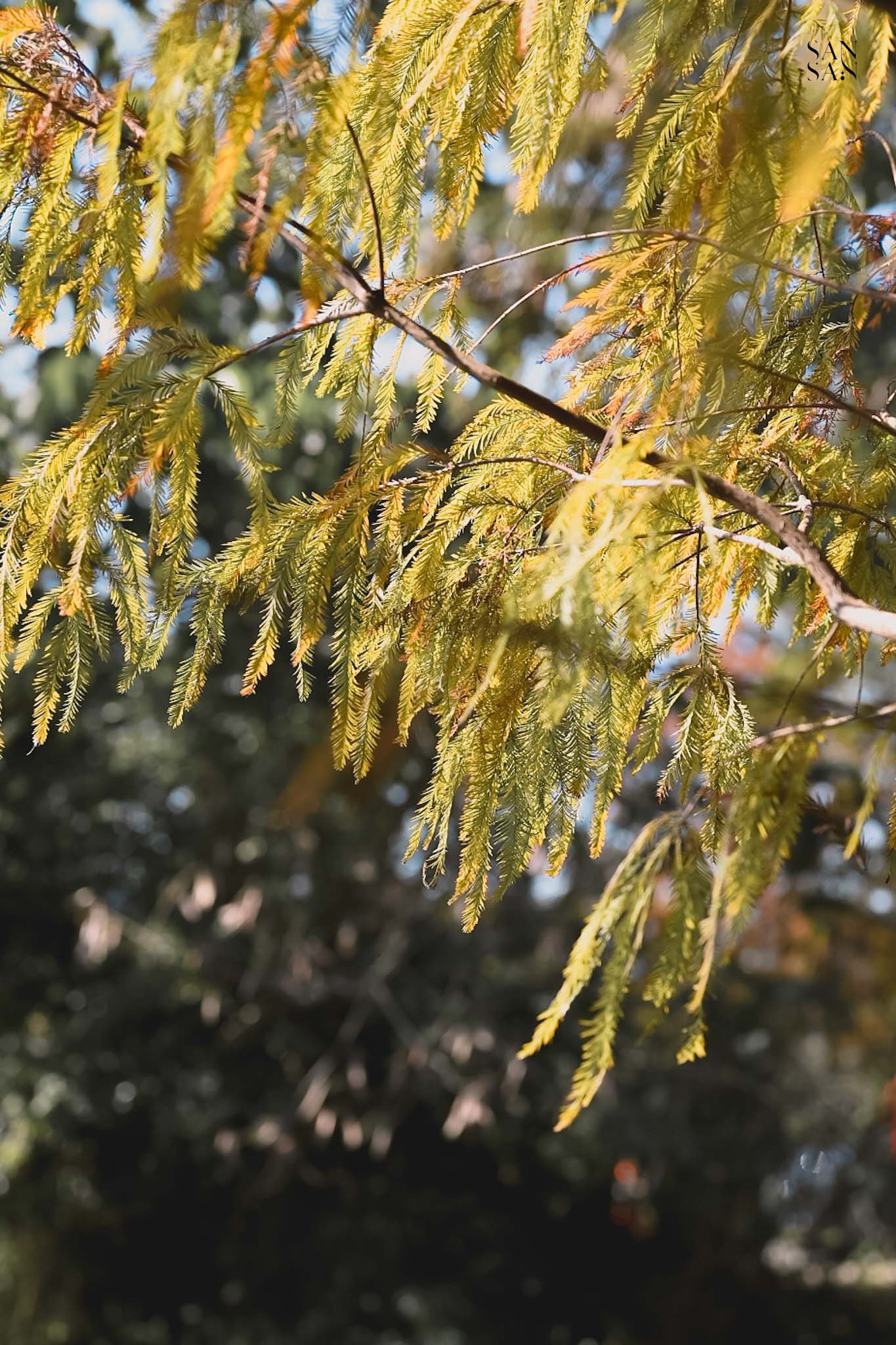 綠色落羽松在陽光下發光畫面