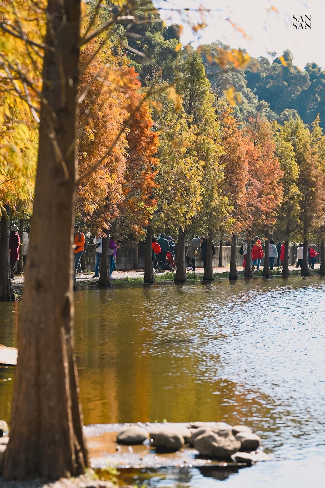 月眉人工濕地 落羽松大道